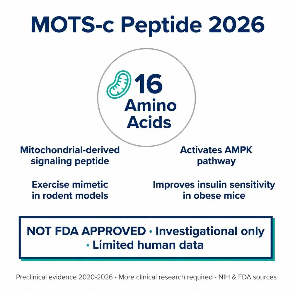 MOTS c peptide 2026 infographic showing 16 amino acids, mitochondrial-derived signaling peptide that activates AMPK pathway, acts as exercise mimetic in rodent models, improves insulin sensitivity in obese mice, not FDA approved