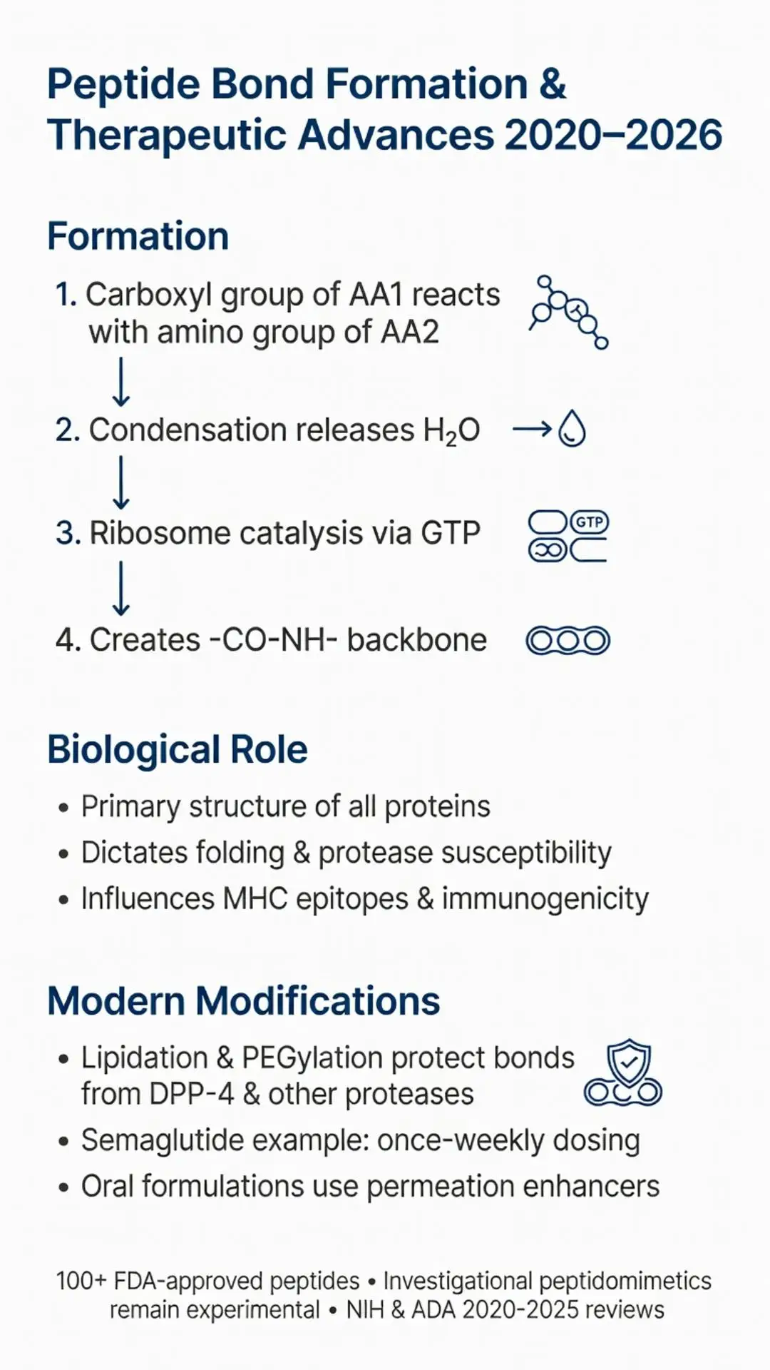 Peptide bond formation diagram showing amino acid condensation reaction, ribosome catalysis, CO-NH backbone creation, biological role in proteins, and therapeutic modifications 2020-2026