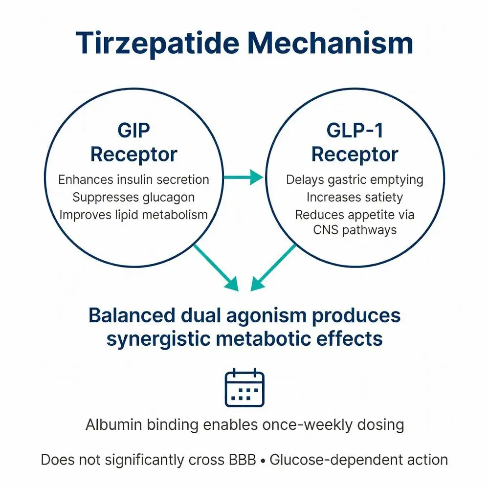 Tirzepatide peptide mechanism diagram showing dual GIP and GLP-1 receptor agonism for synergistic metabolic effects, insulin secretion, appetite control, and once-weekly dosing
