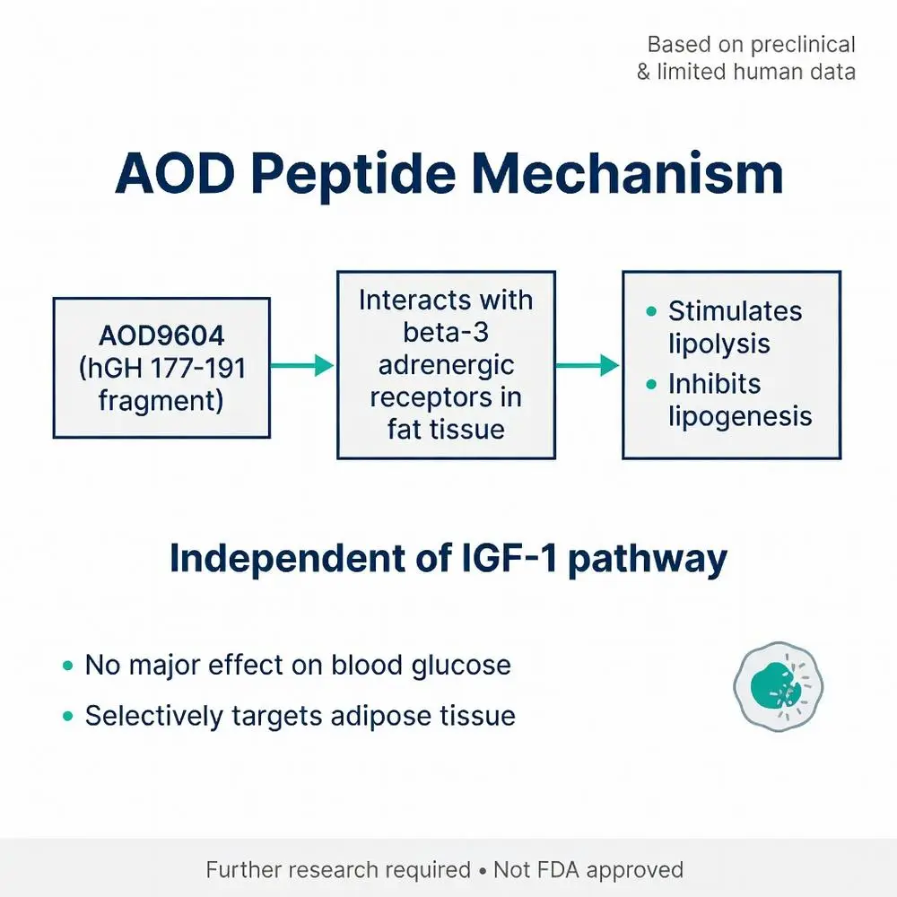 AOD peptide mechanism diagram showing AOD9604 (hGH 177-191 fragment) interacting with beta-3 adrenergic receptors in fat tissue to stimulate lipolysis, inhibit lipogenesis, and target adipose tissue independent of IGF-1 pathway