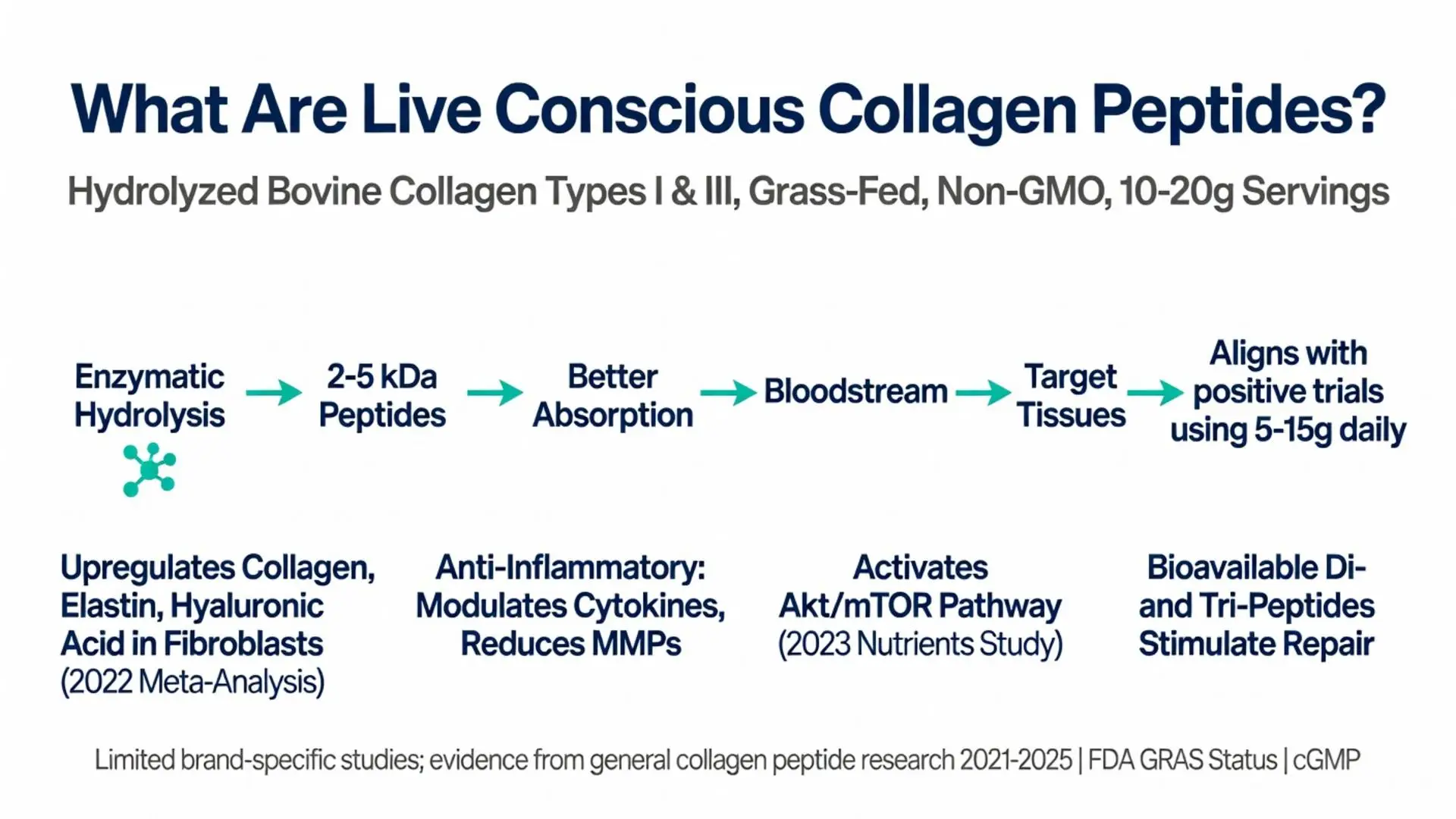 Live Conscious Collagen Peptides infographic explaining enzymatic hydrolysis into 2-5 kDa peptides for superior absorption, targeting tissues, activating Akt/mTOR pathway, and aligning with 2022 meta-analysis and 2023 Nutrients Study on skin joint and repair benefits