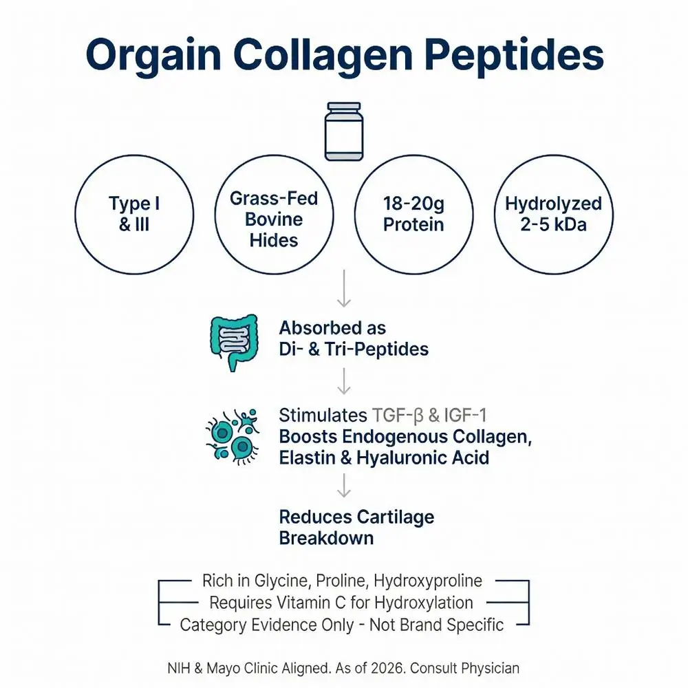 Orgain Collagen Peptides infographic showing Type I & III grass-fed bovine hydrolyzed peptides, 18-20g protein absorption as di- and tri-peptides that stimulate TGF-β & IGF-1 to boost endogenous collagen, elastin, hyaluronic acid and reduce cartilage breakdown