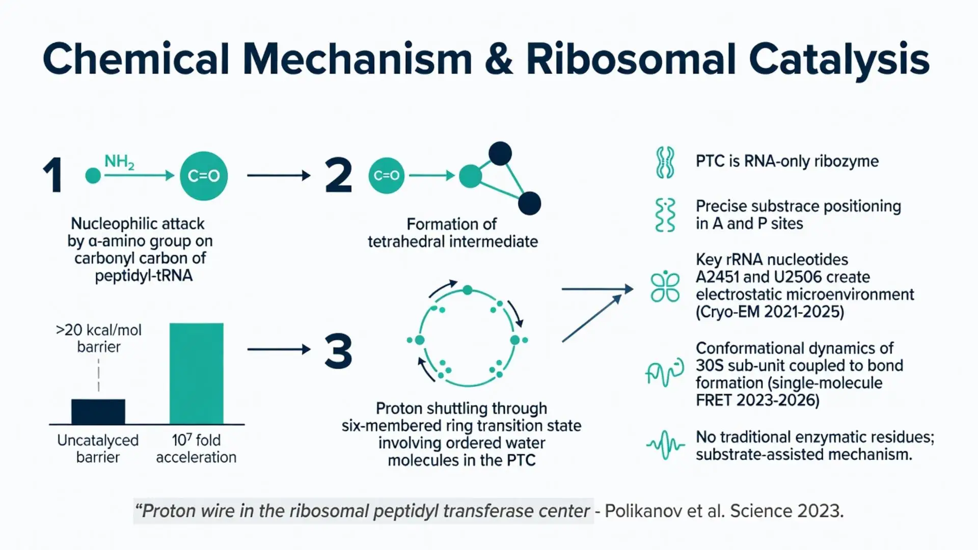Diagram illustrating the chemical mechanism of peptide bond formation in the ribosomal peptidyl transferase center (PTC), showing nucleophilic attack, tetrahedral intermediate, proton shuttling via six-membered ring, and 10^7 fold acceleration by RNA-only ribozyme catalysis