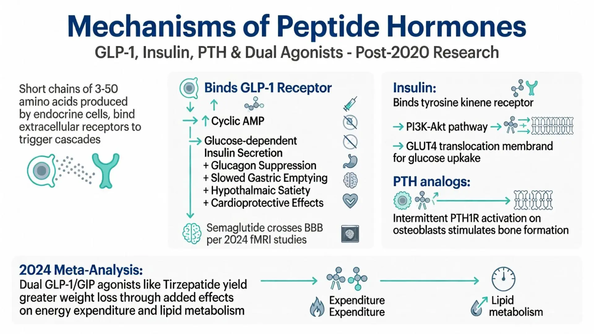 Mechanisms of peptide hormones infographic showing GLP-1 receptor binding, insulin tyrosine kinase pathway, PTH analogs for bone formation, and 2024 meta-analysis of dual GLP-1/GIP agonists like Tirzepatide for energy expenditure and lipid metabolism