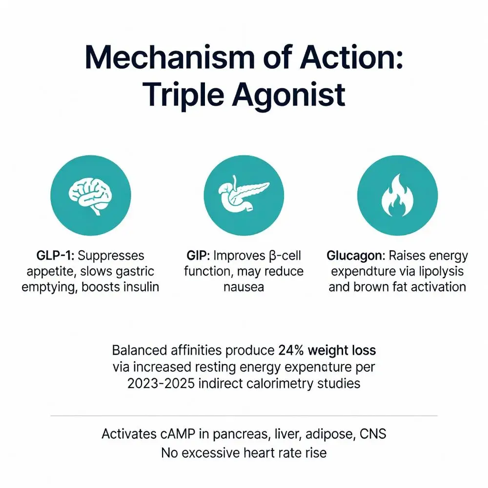 Reta peptide triple agonist mechanism of action infographic showing GLP-1, GIP, and glucagon effects for 24 percent weight loss
