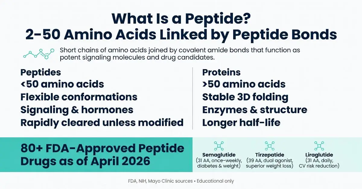 What is a peptide? Infographic explaining 2-50 amino acids linked by peptide bonds, peptides vs proteins, and 80+ FDA-approved peptide drugs like Semaglutide, Tirzepatide & Liraglutide