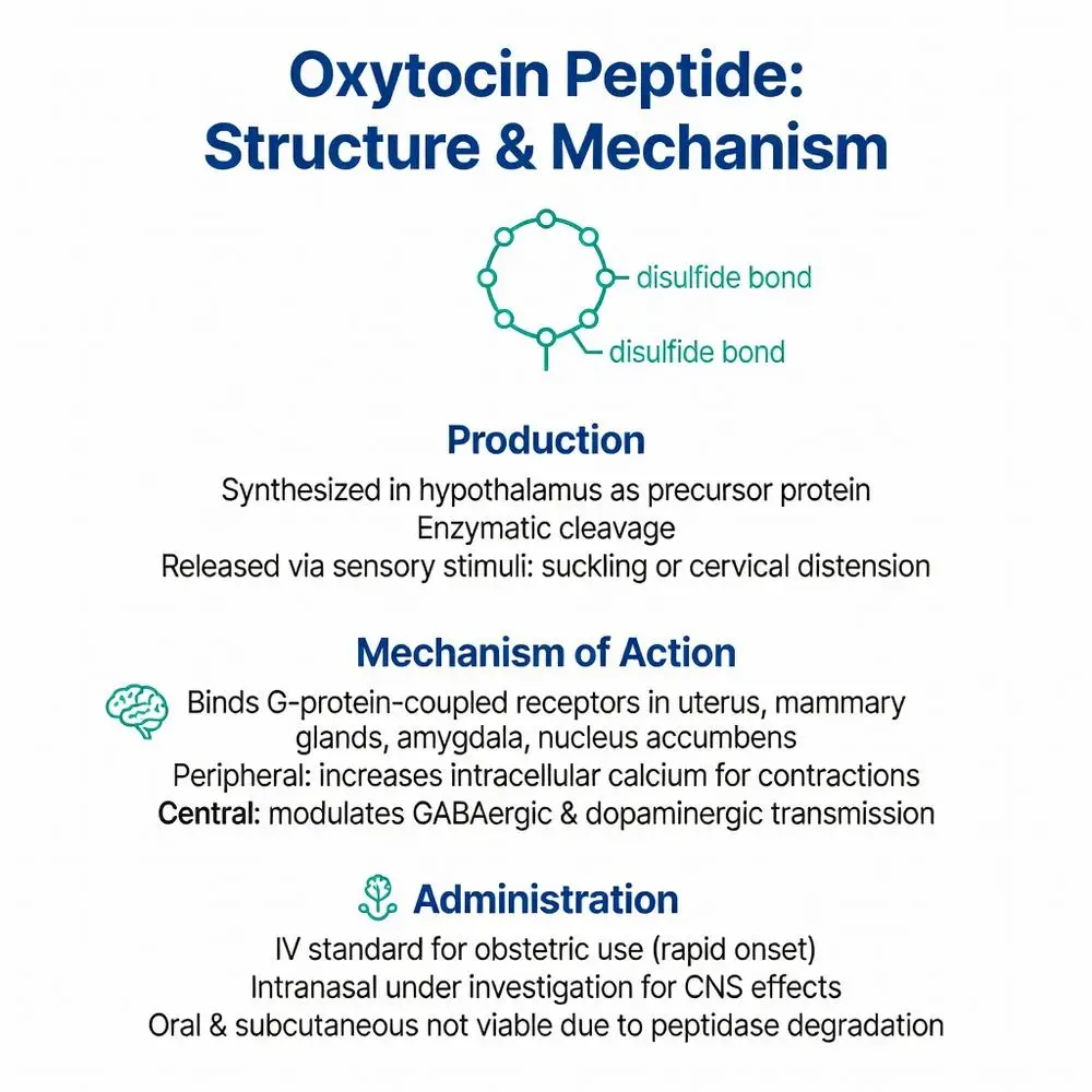 Oxytocin peptide structure and mechanism infographic showing disulfide bonds, hypothalamic production, G-protein-coupled receptors, and IV intranasal administration