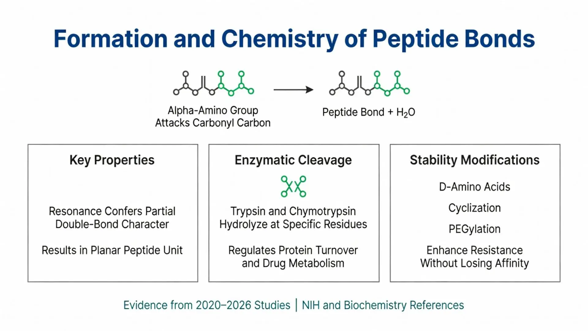 Diagram illustrating peptide bonds formation, chemistry, resonance structure, enzymatic cleavage by trypsin and chymotrypsin, and stability modifications including D-amino acids, cyclization and PEGylation