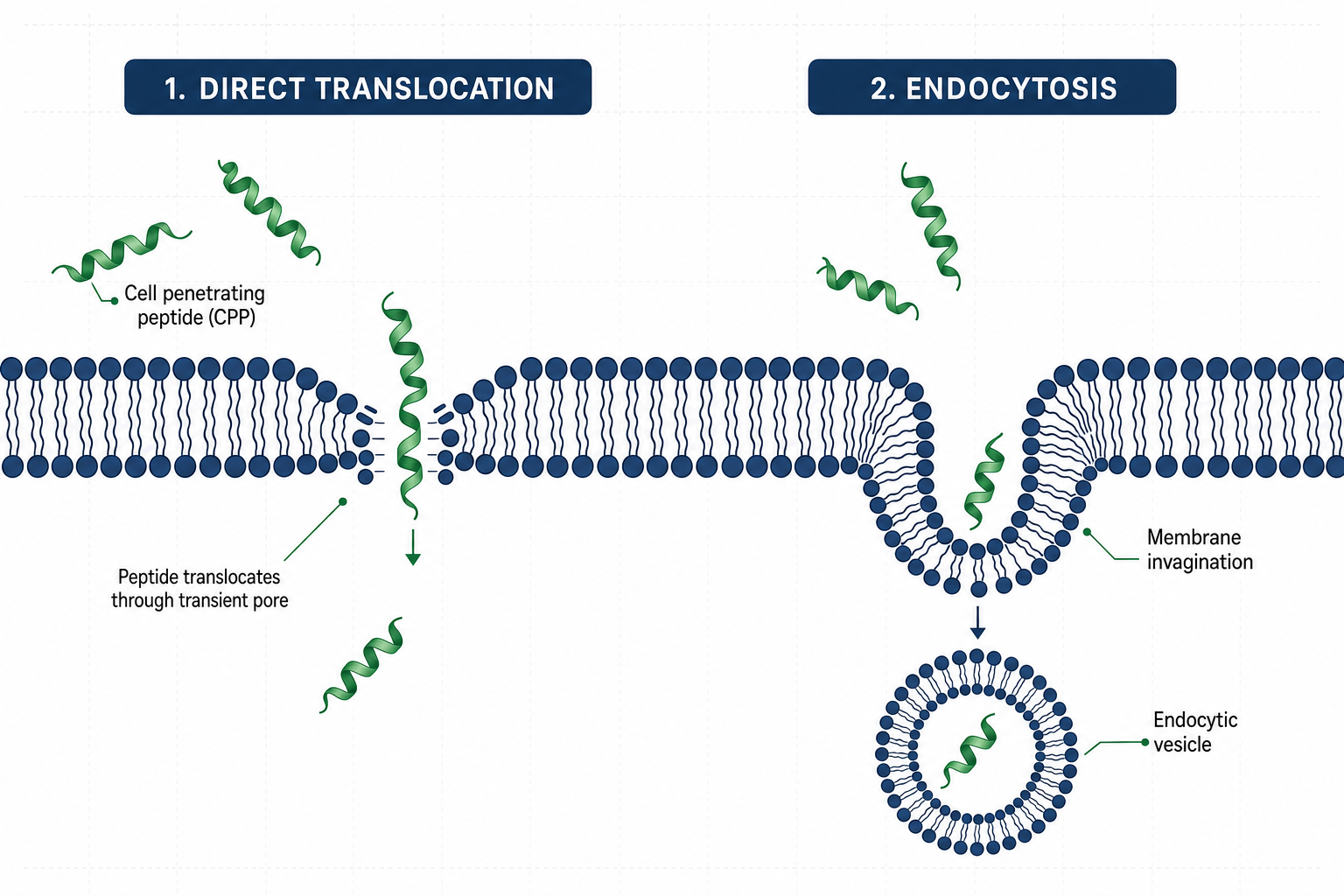 Diagram showing CPP direct translocation and endocytosis pathways across a cell membrane bilayer