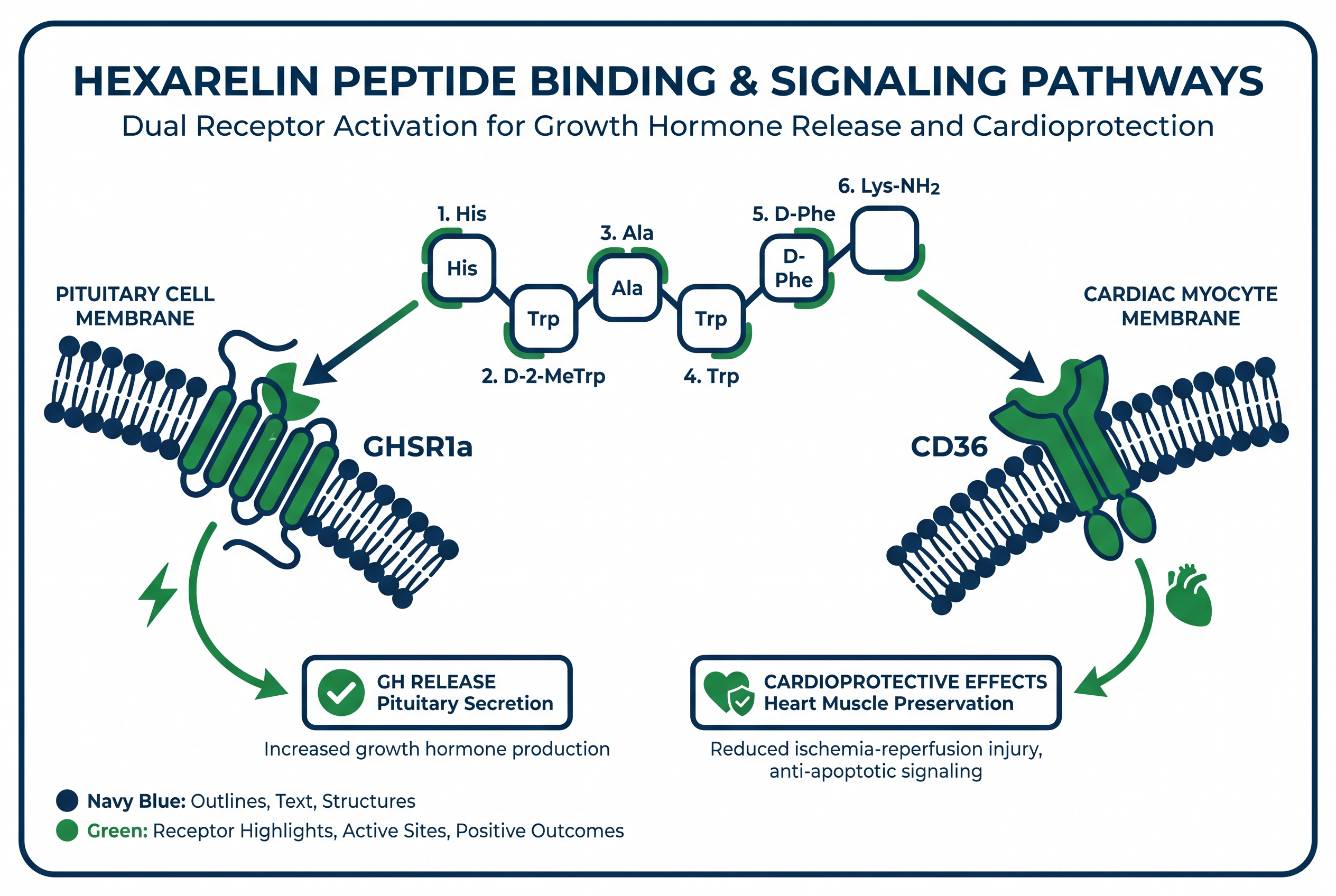 Peptides library infographic showing hexarelin binding to GHSR1a and CD36 receptors in cardiac and pituitary cells.